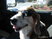 Mr Buddy