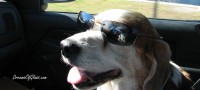 Mr Buddy