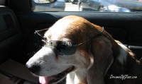 Mr Buddy