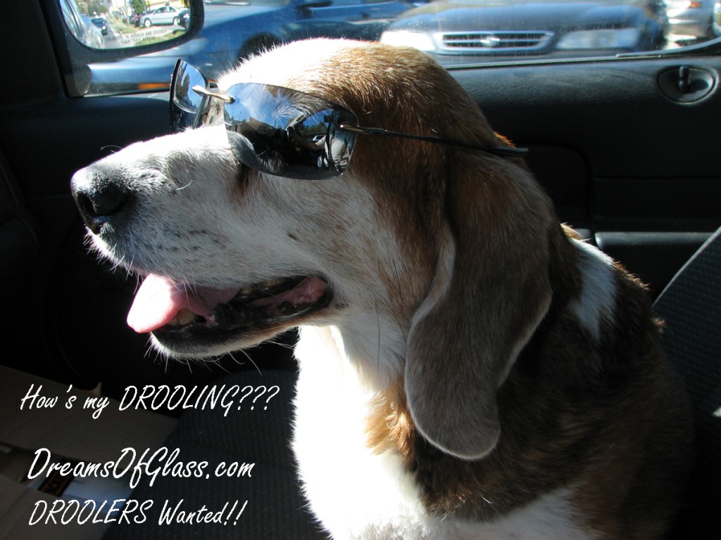 Mr Buddy the 15 year old beagle 