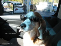 Mr Buddy